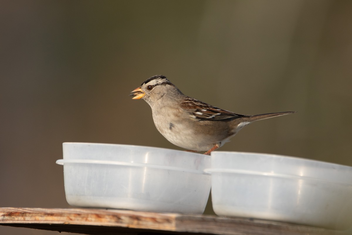 White-crowned Sparrow - ML630987593