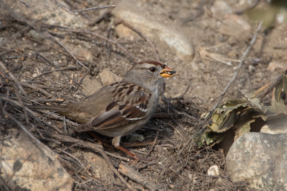 White-crowned Sparrow - ML630987594