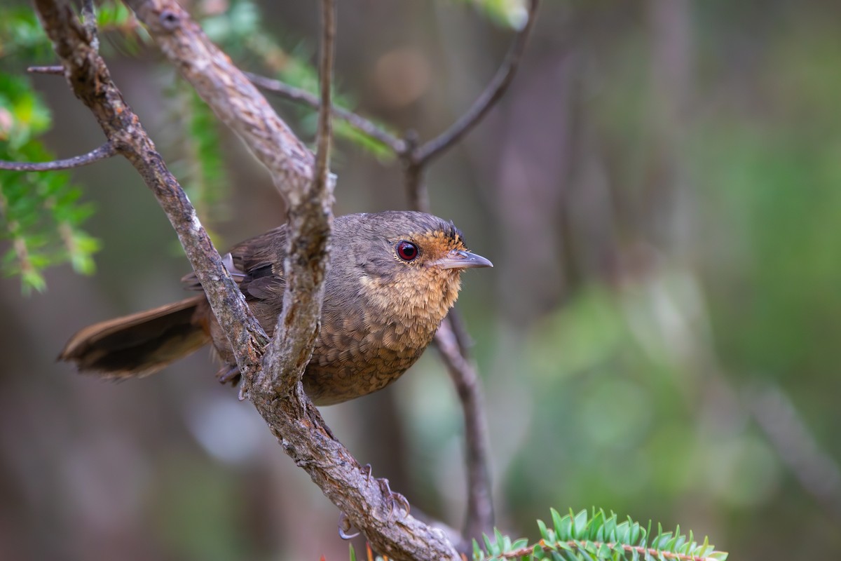 Pilotbird - ML630987662