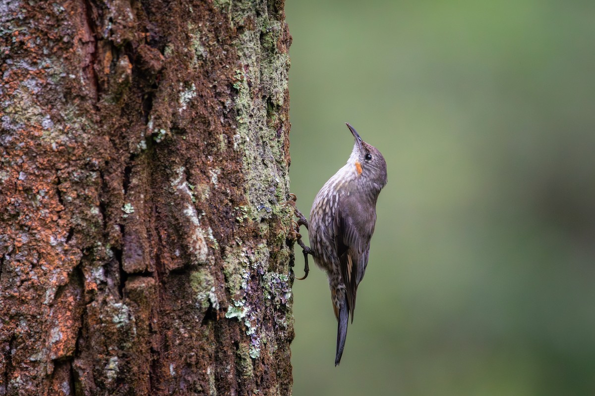 White-throated Treecreeper - ML630987672