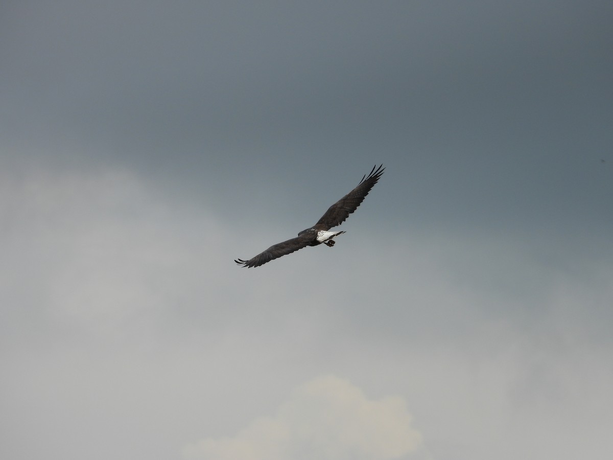 White-tailed Hawk - ML630987742