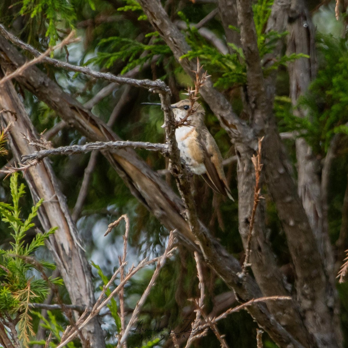 Beautiful Hummingbird - ML630987746