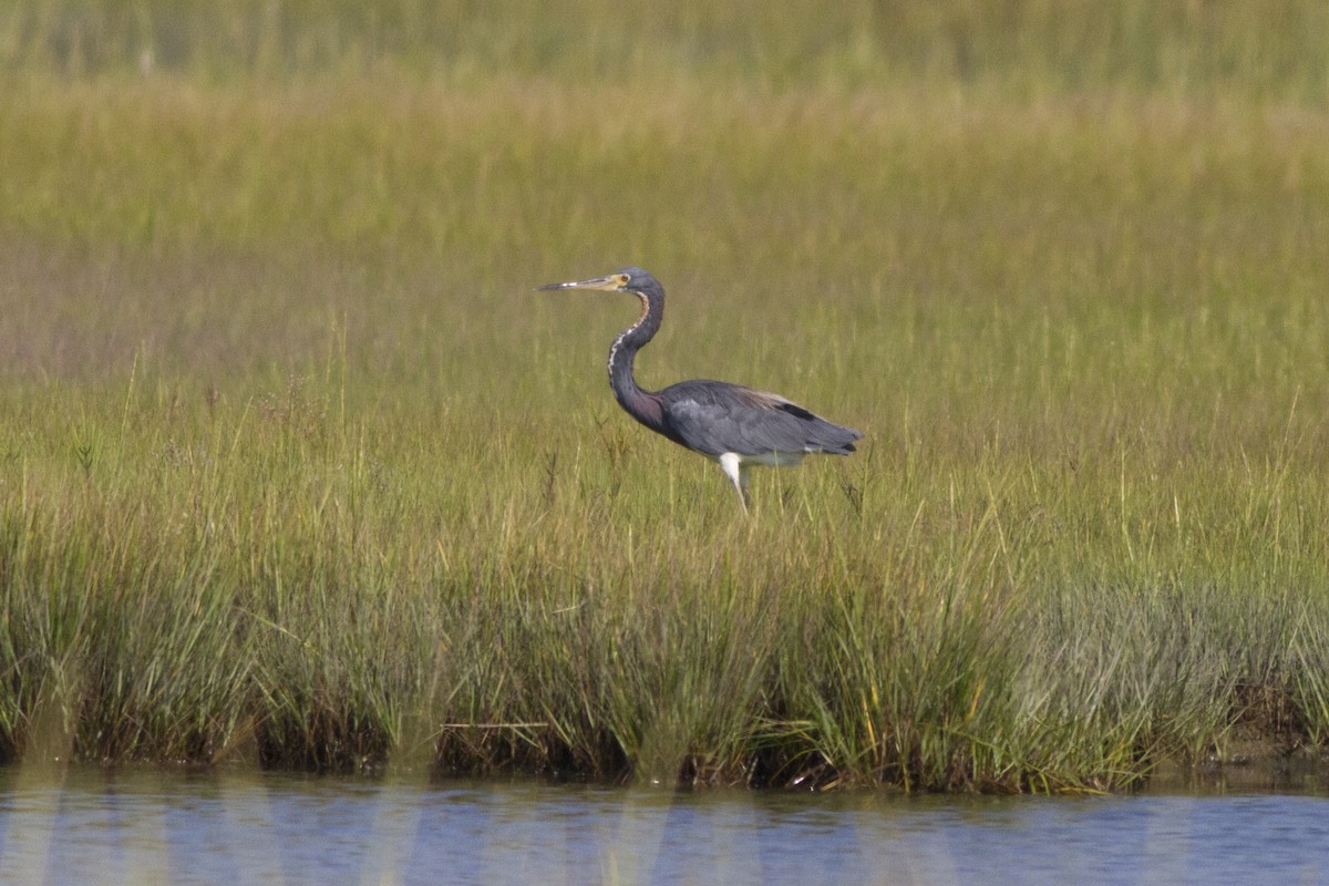 Tricolored Heron - Samuel Paul Galick