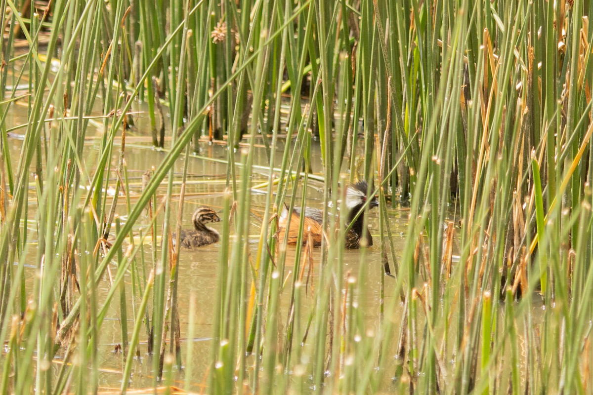 White-tufted Grebe - ML630987963