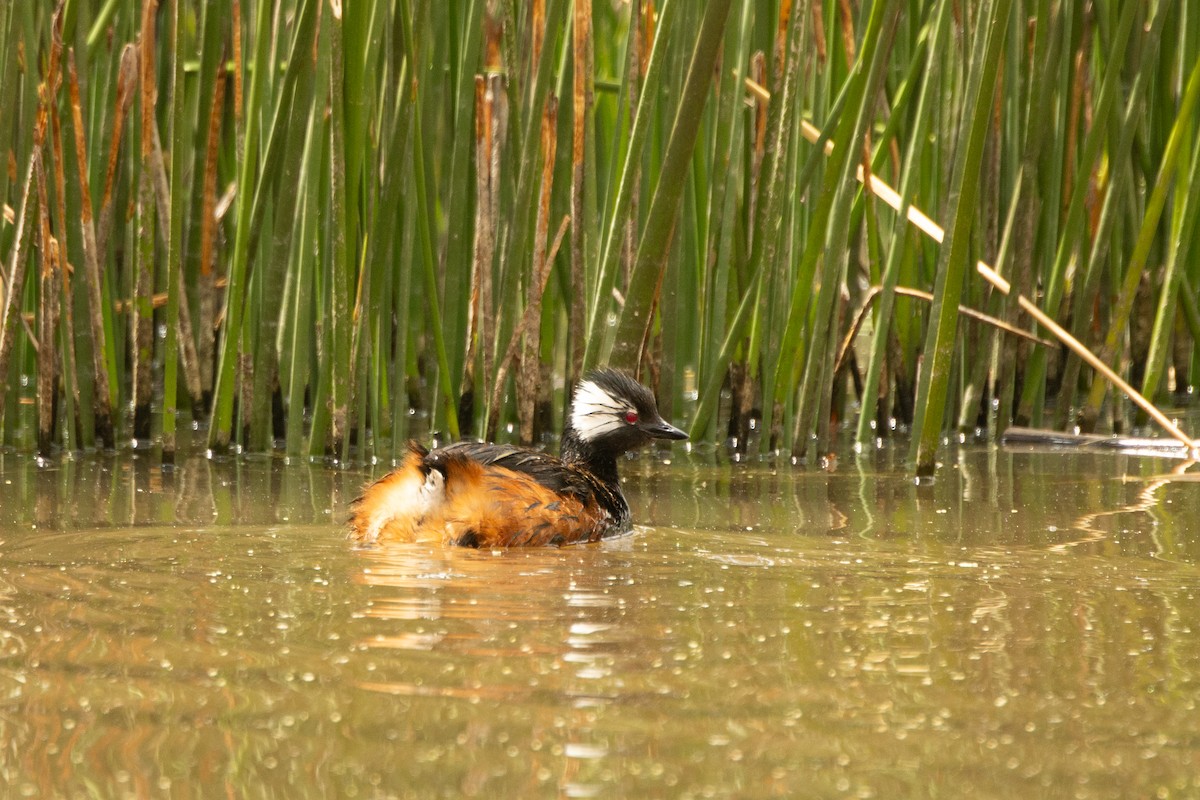 White-tufted Grebe - ML630987964