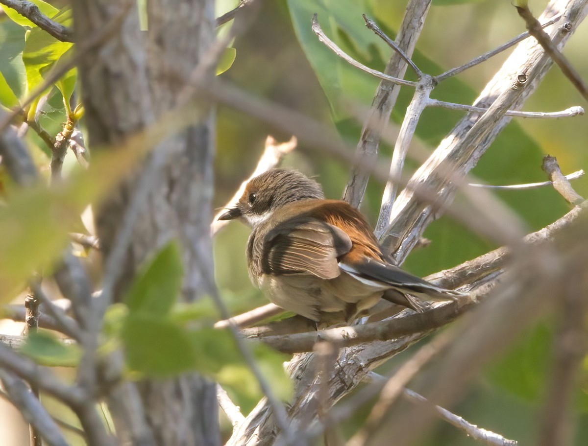 Arafura Fantail - ML630988230
