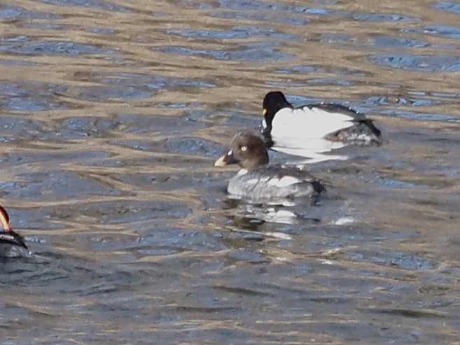 duck sp. - ML630988232