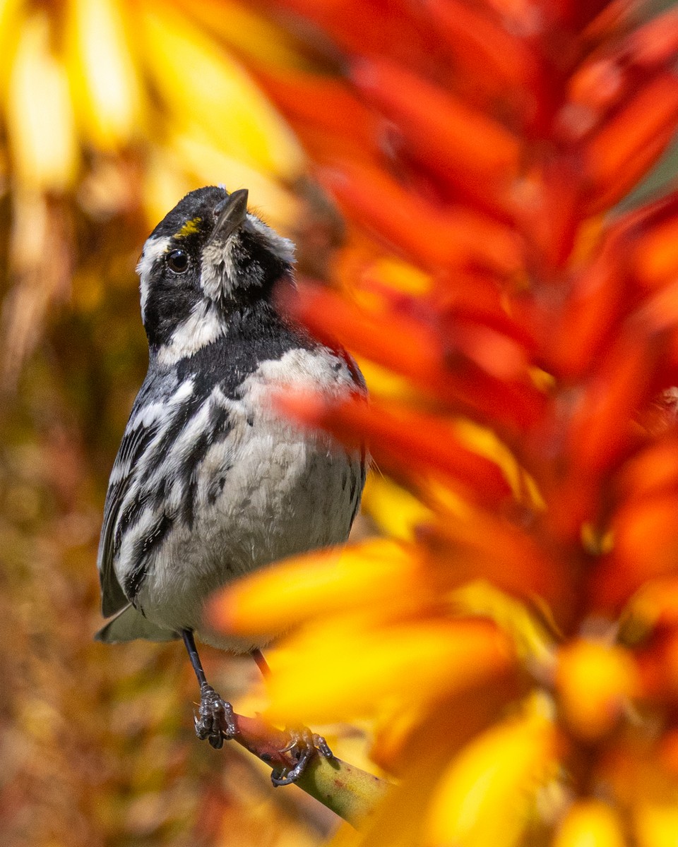 Black-throated Gray Warbler - ML630988237