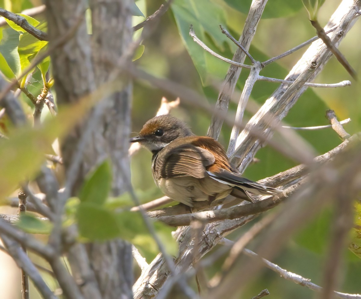 Arafura Fantail - ML630988241