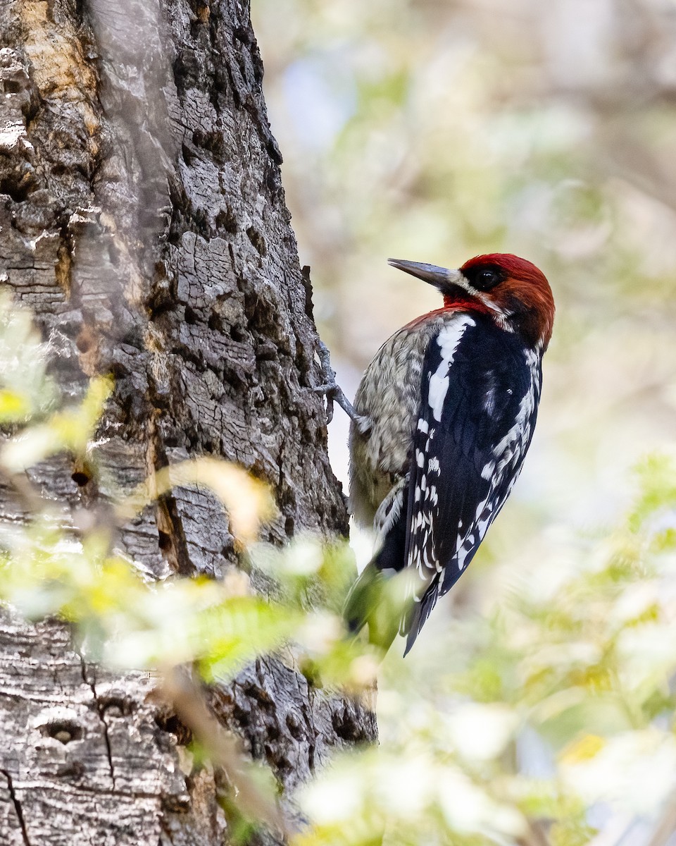 Red-breasted Sapsucker - ML630988299