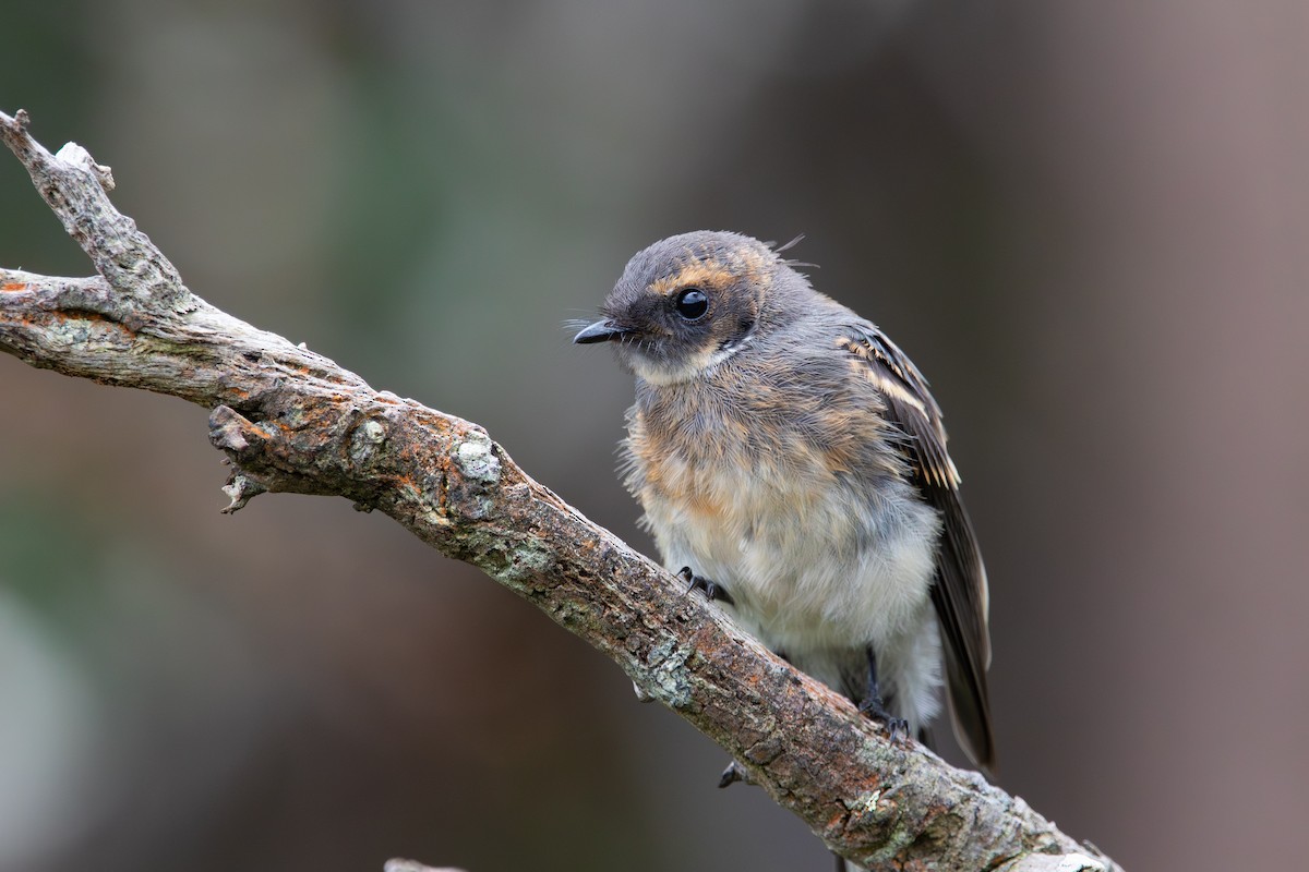 Gray Fantail - ML630988370