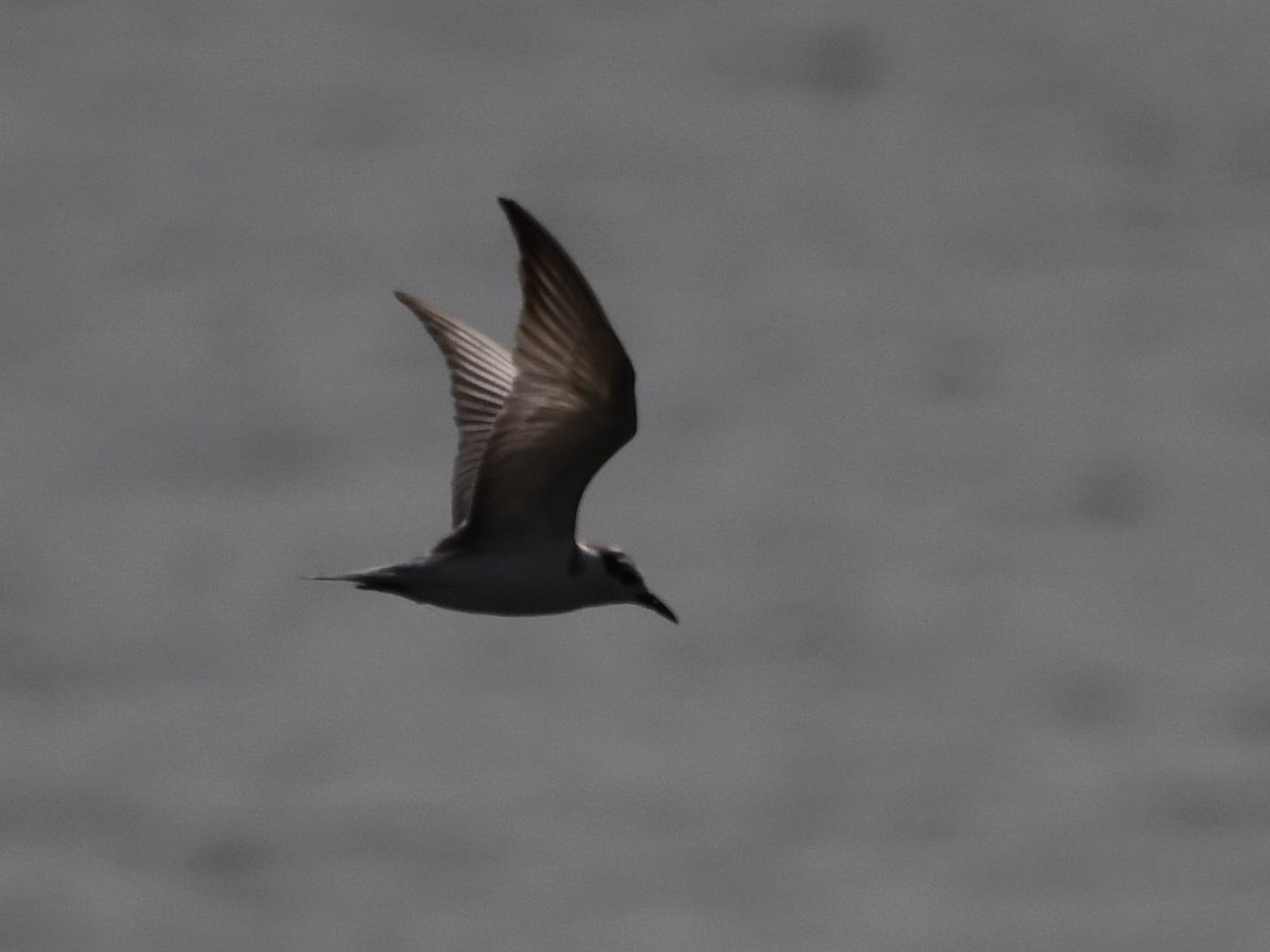 Whiskered Tern - ML630988381
