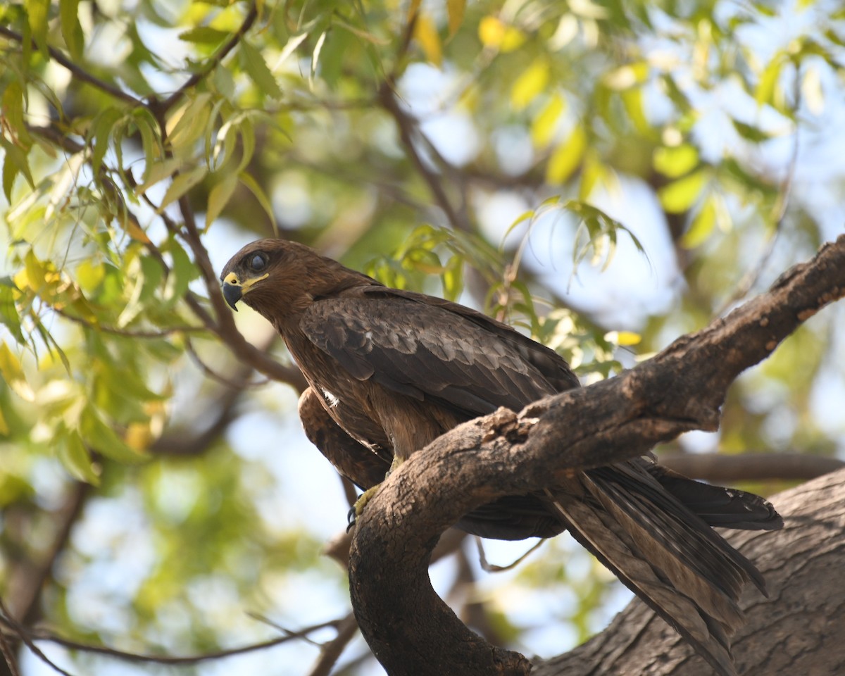 Black Kite - ML630988420