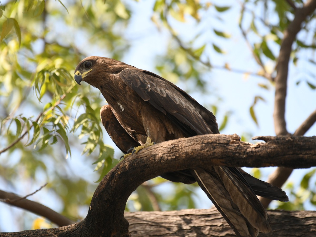 Black Kite - ML630988421