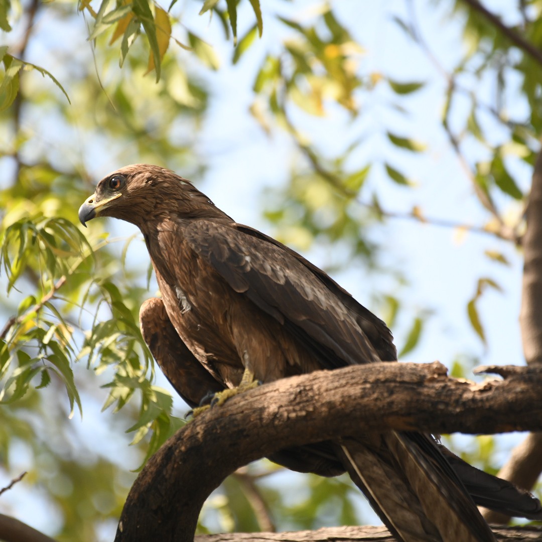 Black Kite - ML630988422