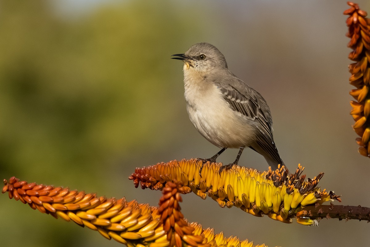 Northern Mockingbird - ML630988480