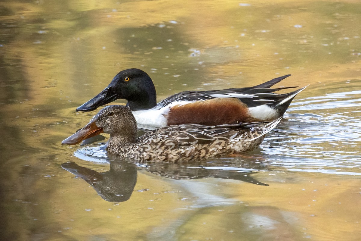 Northern Shoveler - ML630988755