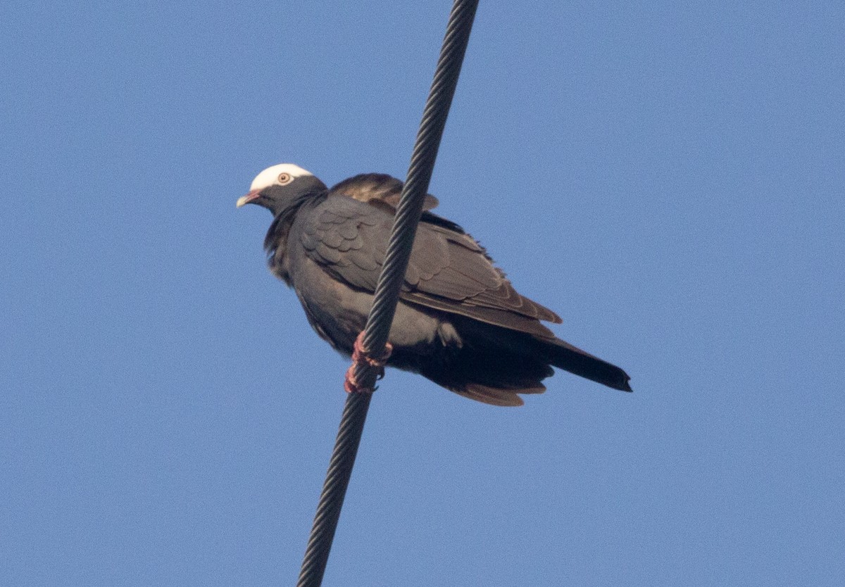 White-crowned Pigeon - ML630988930