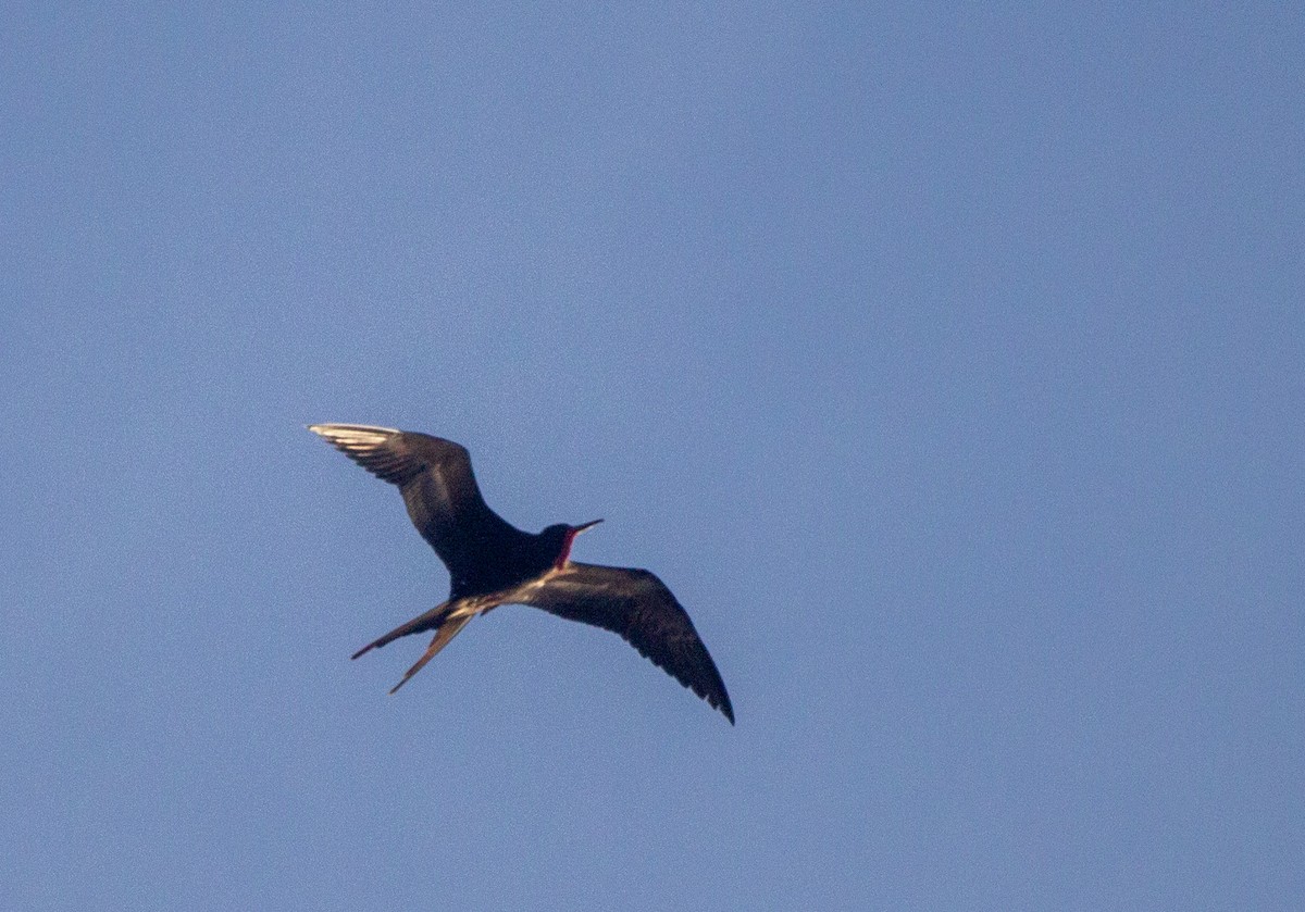 Magnificent Frigatebird - ML630988948