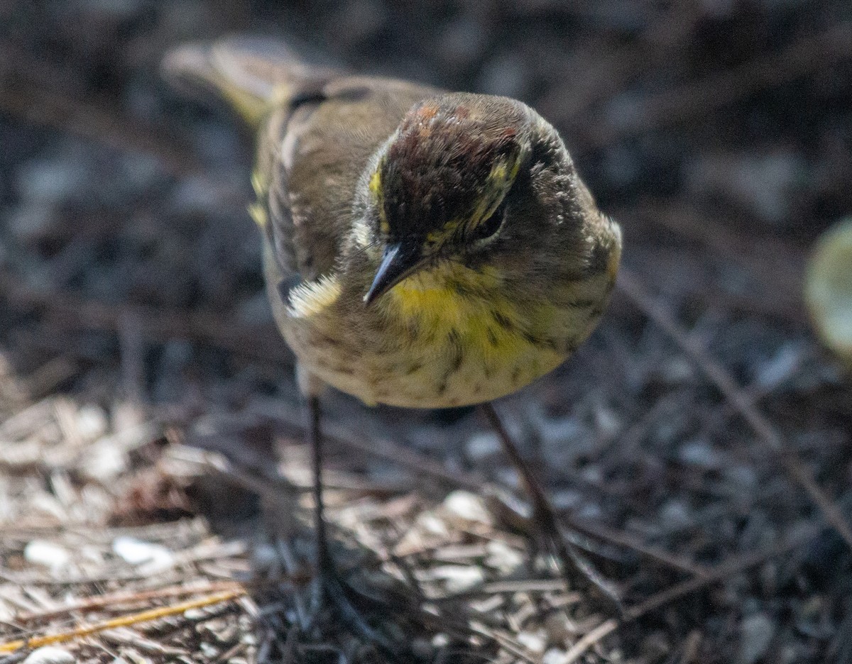 Palm Warbler - ML630989027