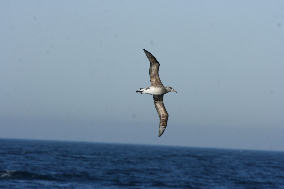 albatross sp. - ML63098911