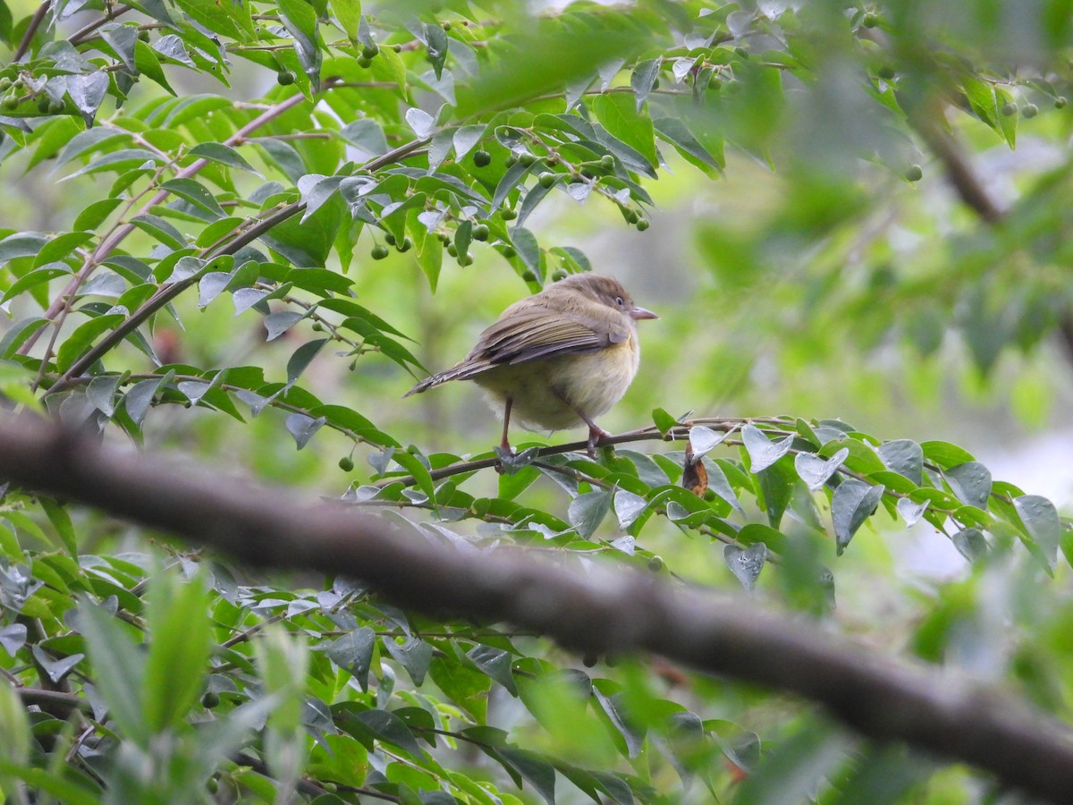 Scrub Greenlet - ML630989180