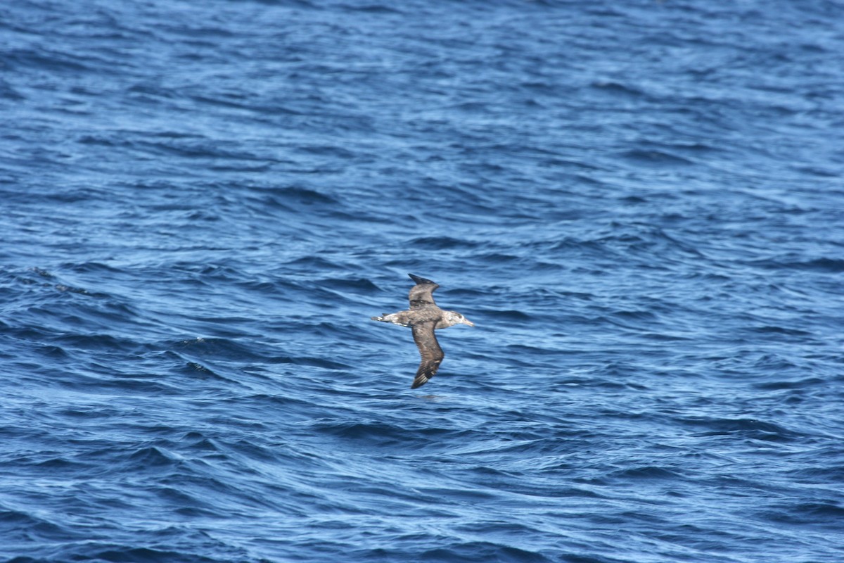 albatross sp. - ML63098931