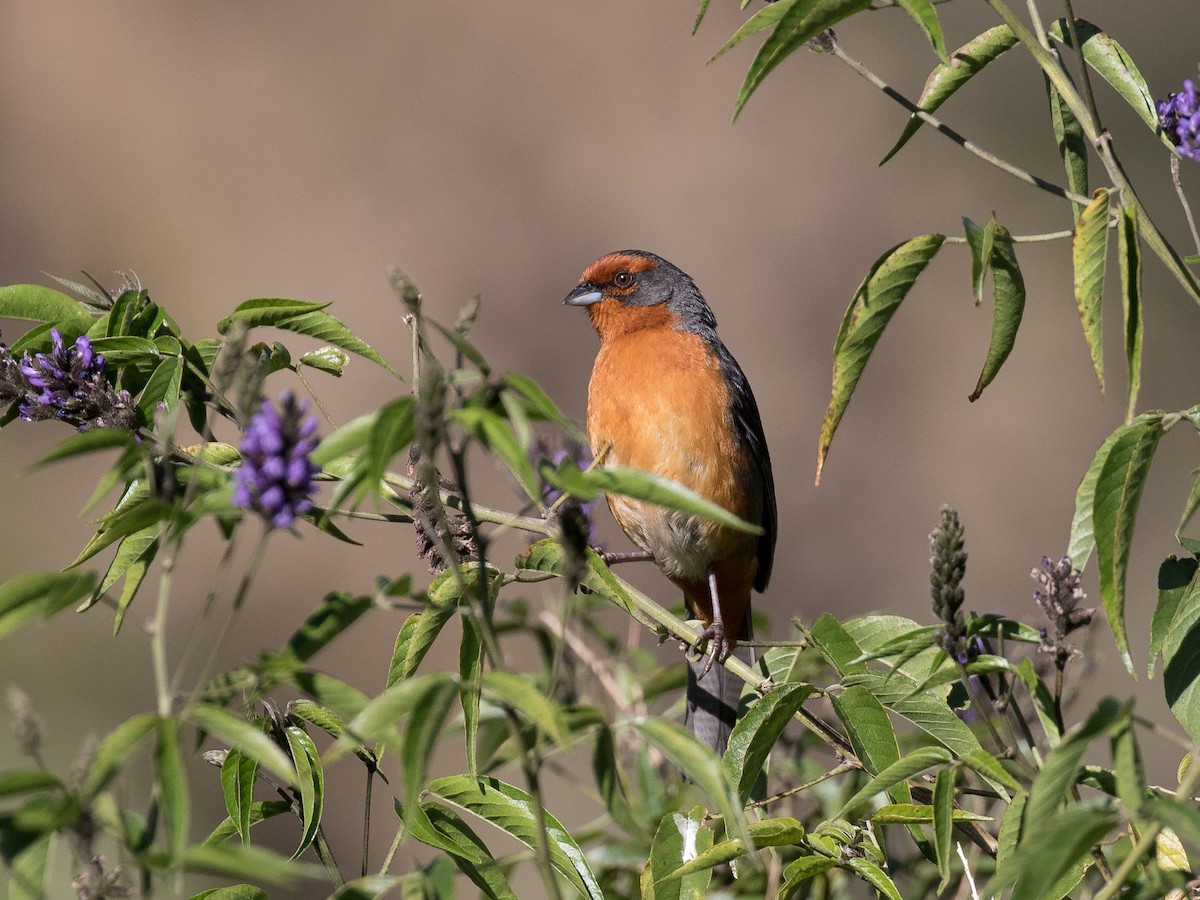 Cochabamba Mountain Finch - ML630989447