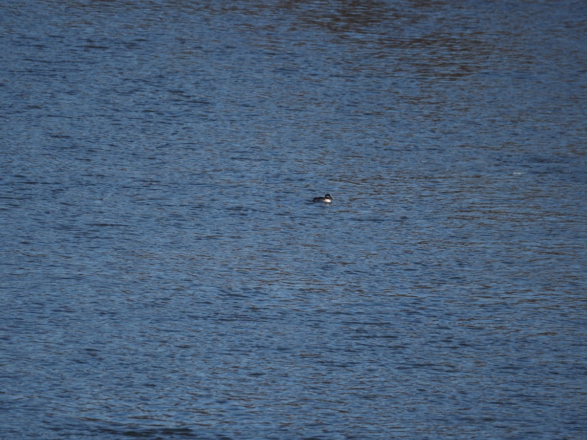 Bufflehead - ML630989499