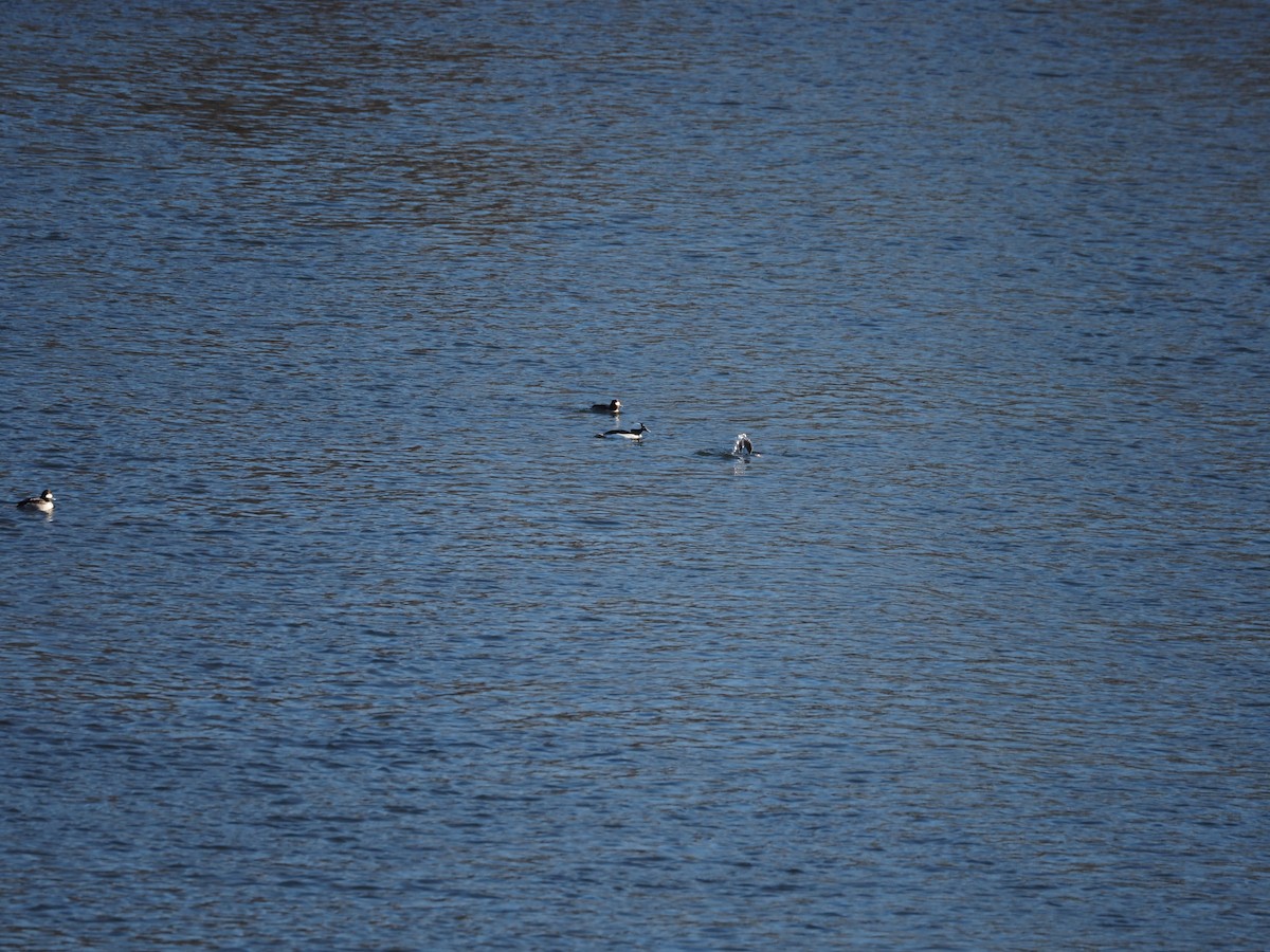 Bufflehead - ML630989551