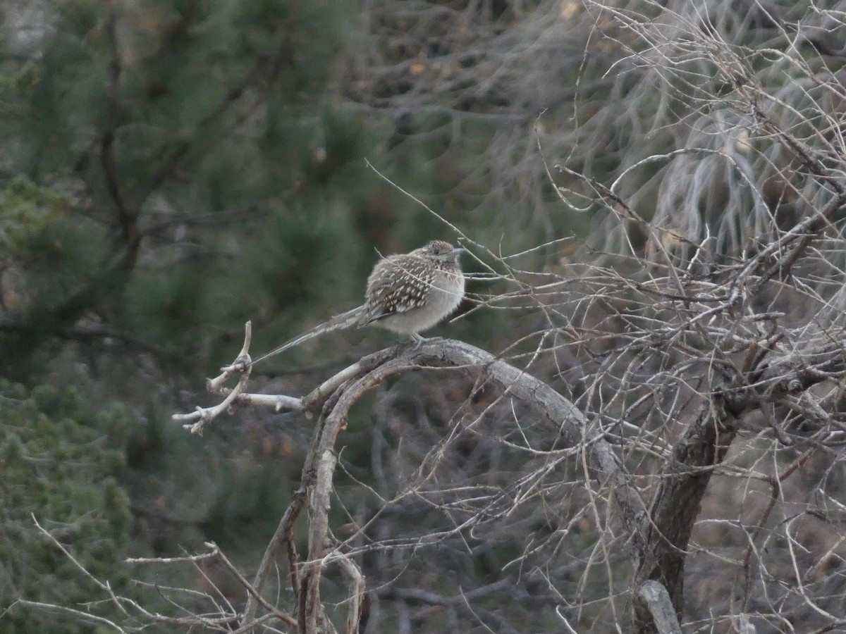Greater Roadrunner - ML630989679
