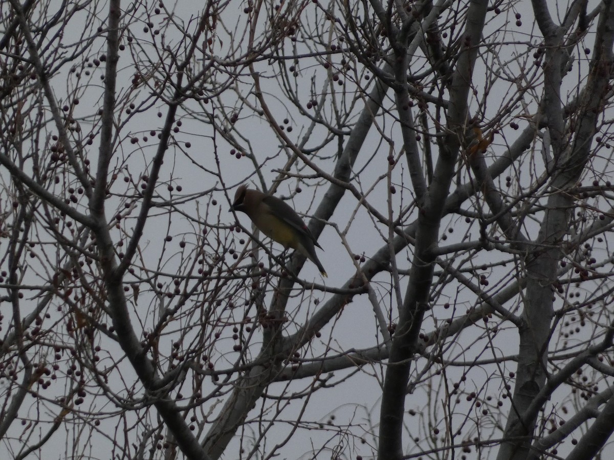Cedar Waxwing - ML630989704