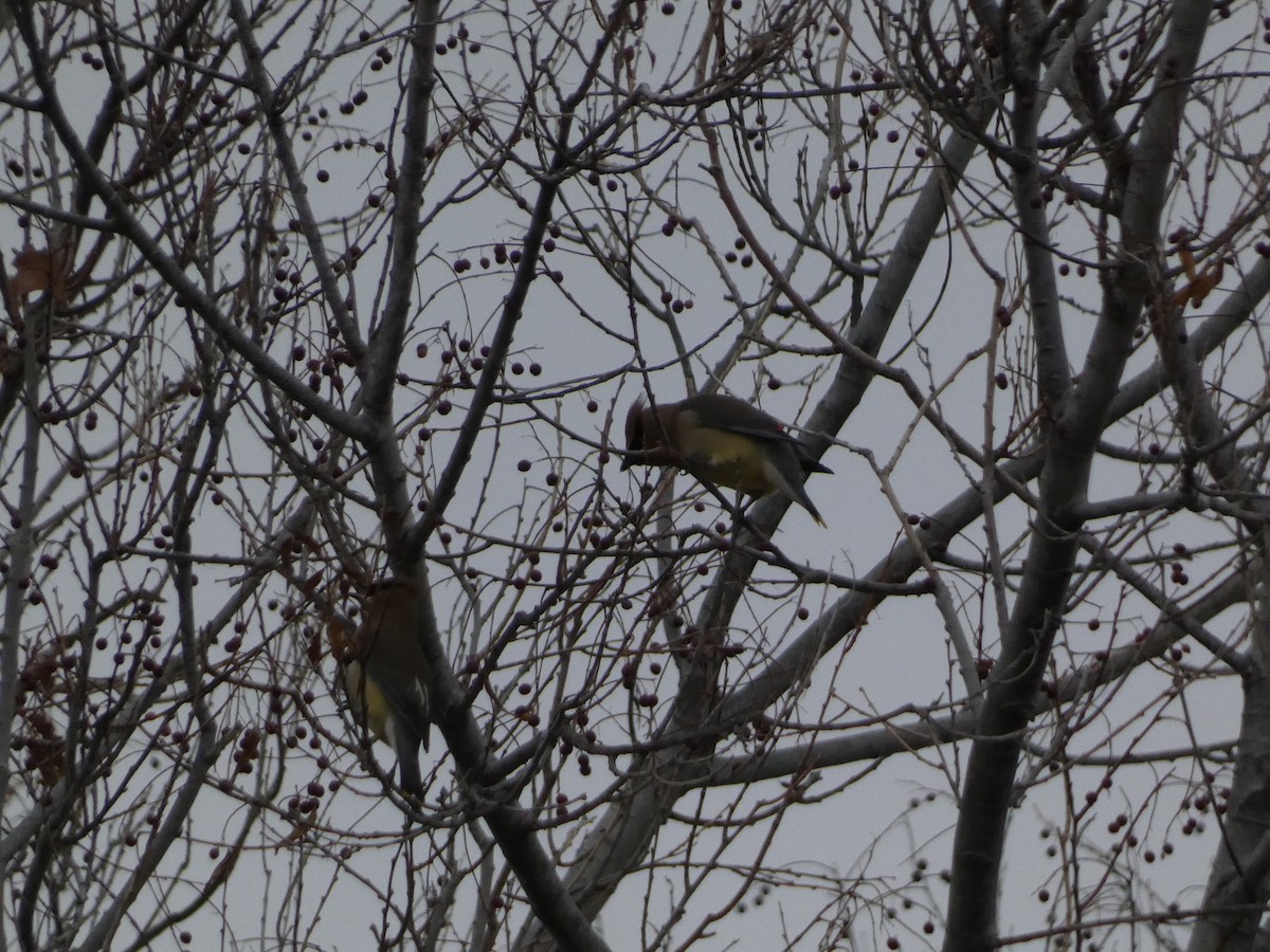 Cedar Waxwing - ML630989705