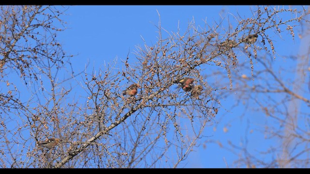 White-winged Crossbill - ML630989933