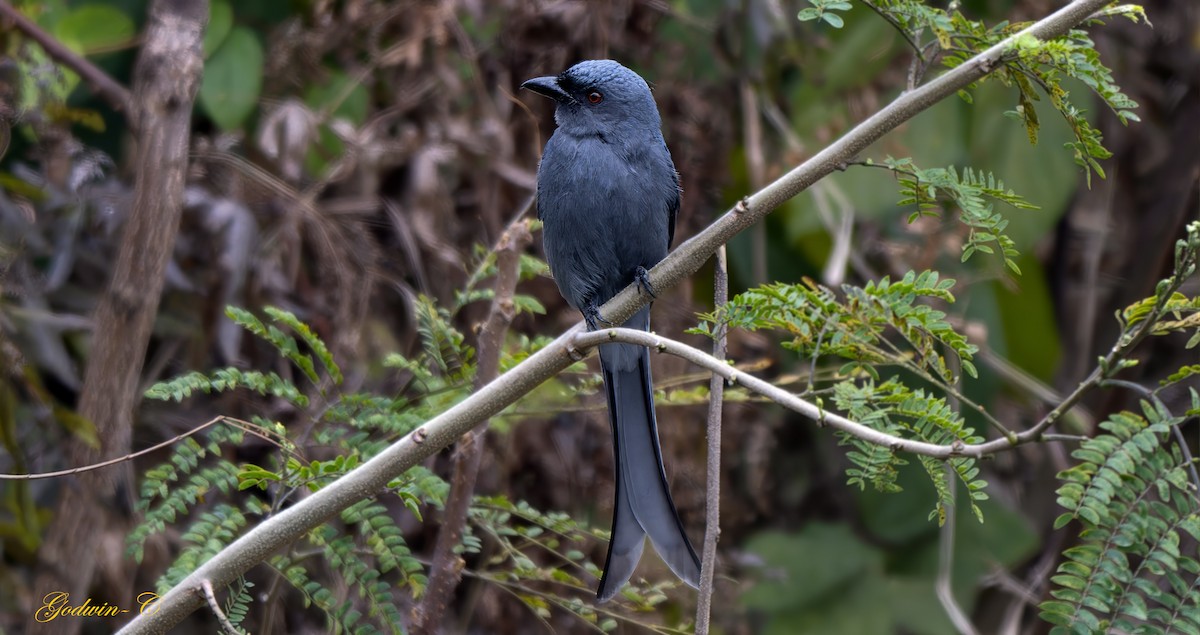 Ashy Drongo (Blackish) - ML630989935