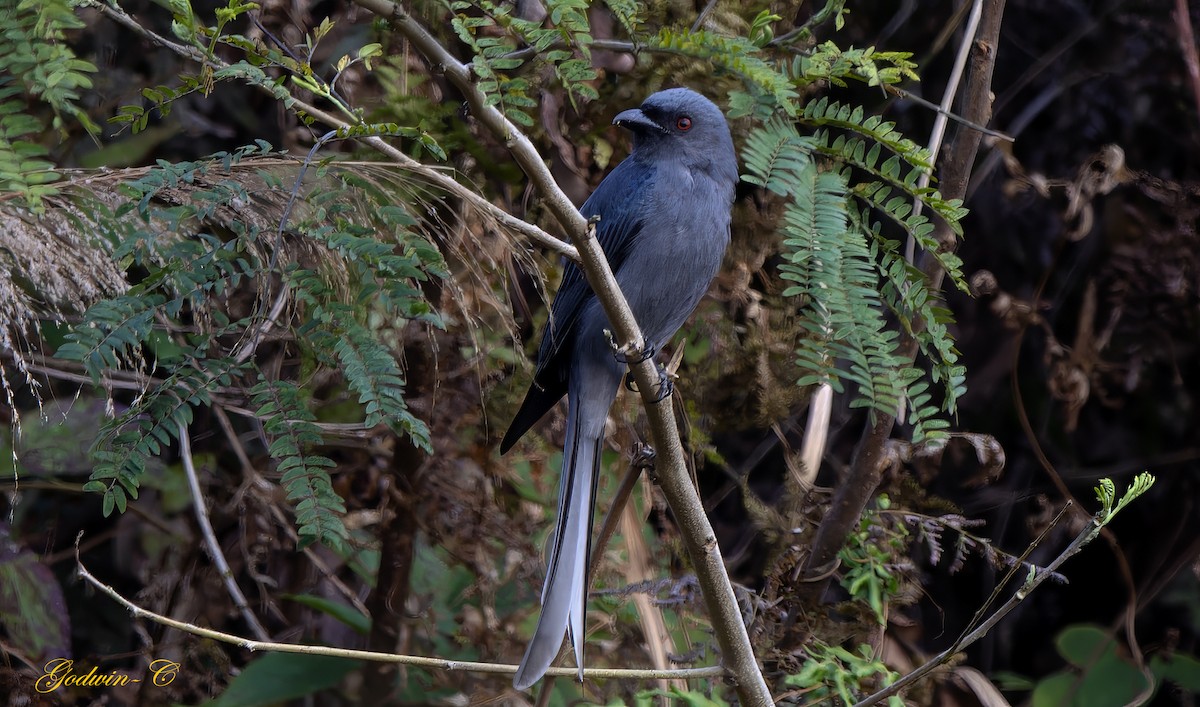 Ashy Drongo (Blackish) - ML630989936