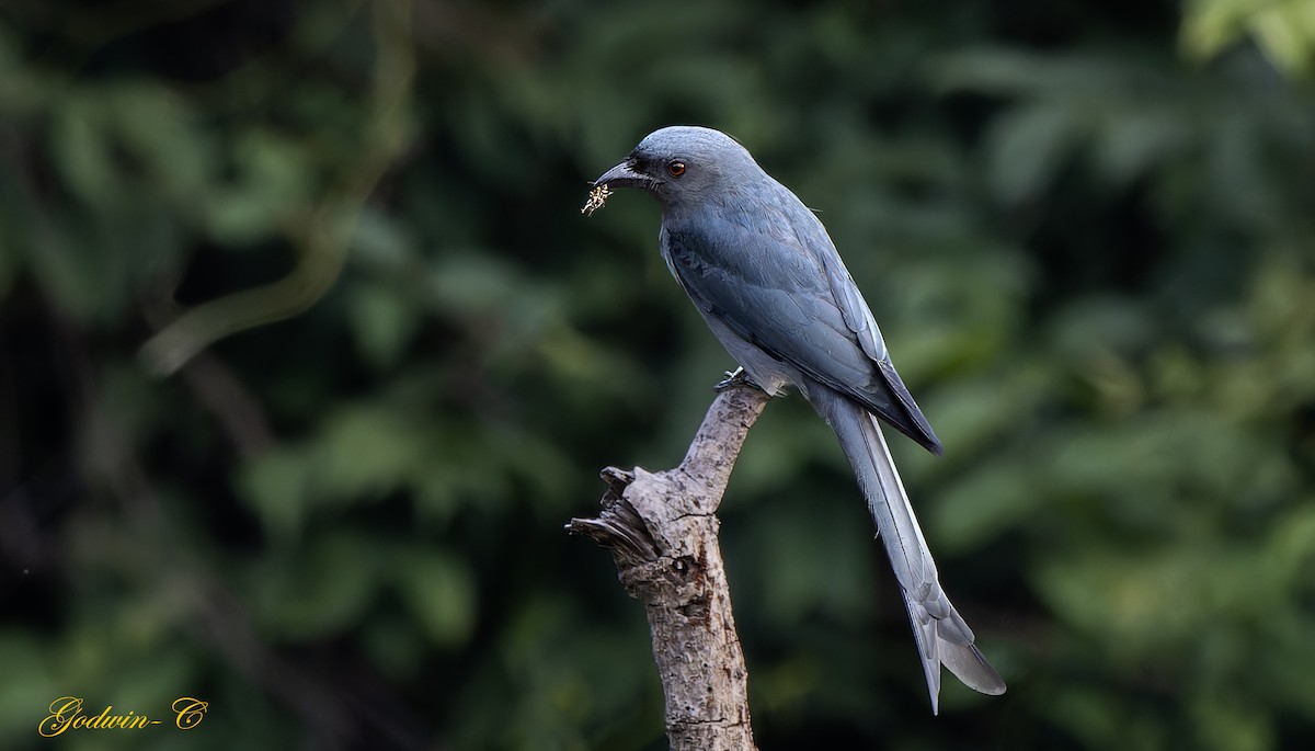 Ashy Drongo (Blackish) - ML630989937