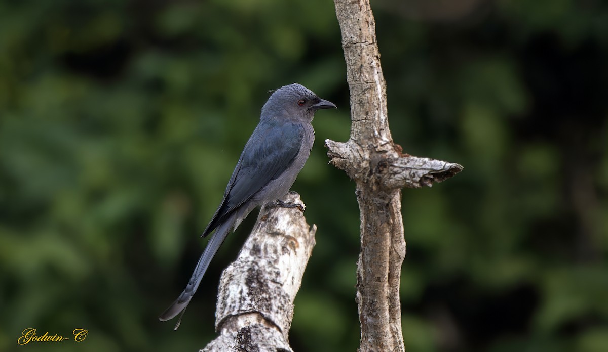 Ashy Drongo (Blackish) - ML630989938
