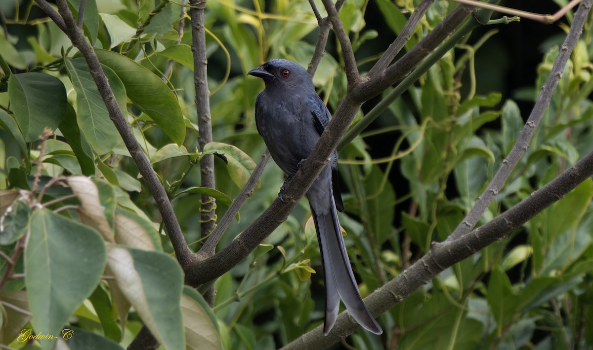 Ashy Drongo (Blackish) - ML630989939
