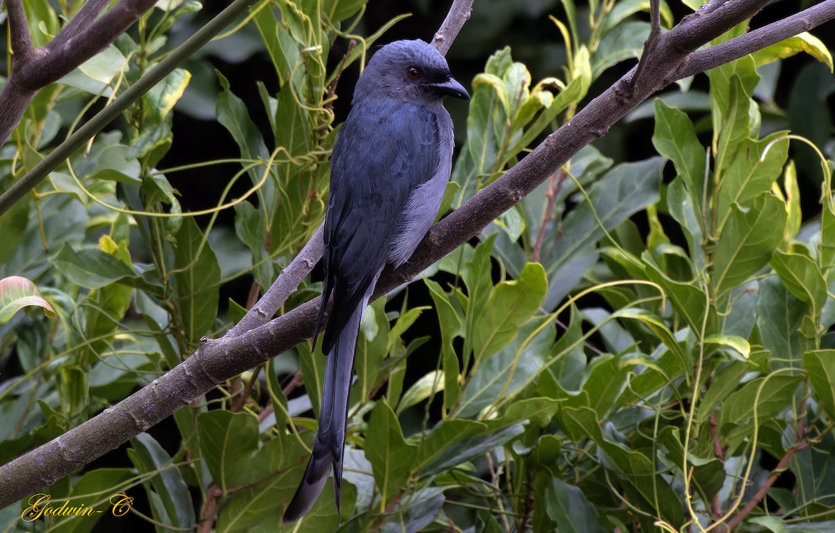 Ashy Drongo (Blackish) - ML630989940