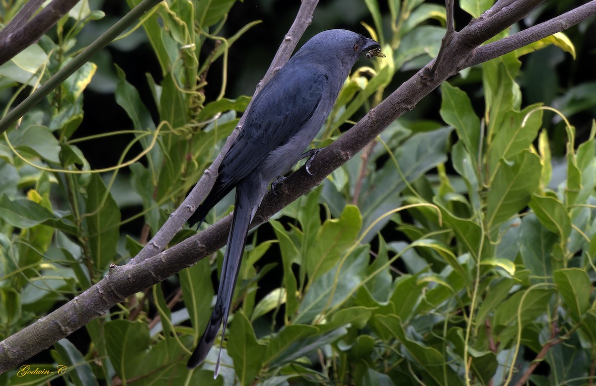 Ashy Drongo (Blackish) - ML630989941