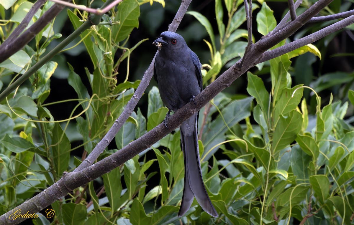 Ashy Drongo (Blackish) - ML630989943