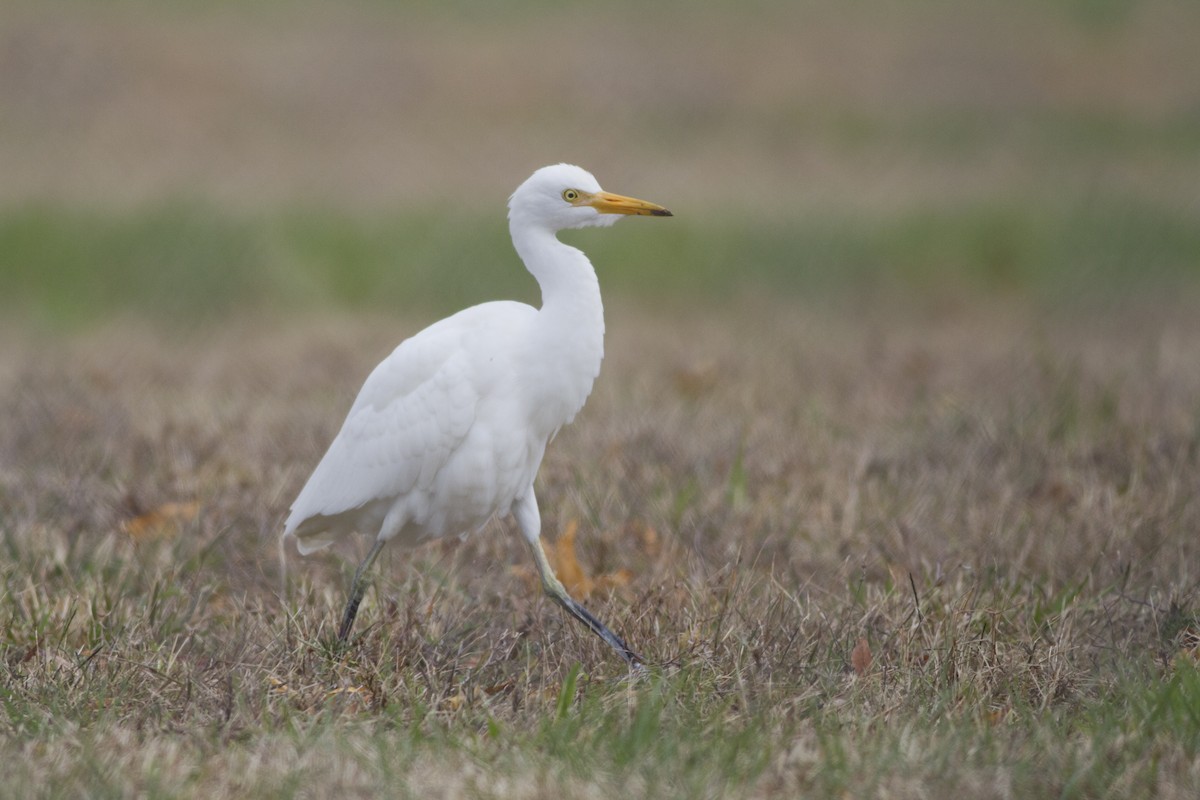 Western Cattle-Egret - Samuel Paul Galick