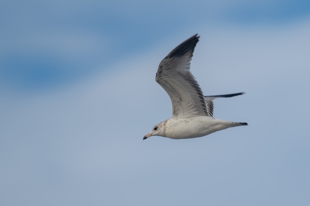 Ring-billed Gull - ML630990405