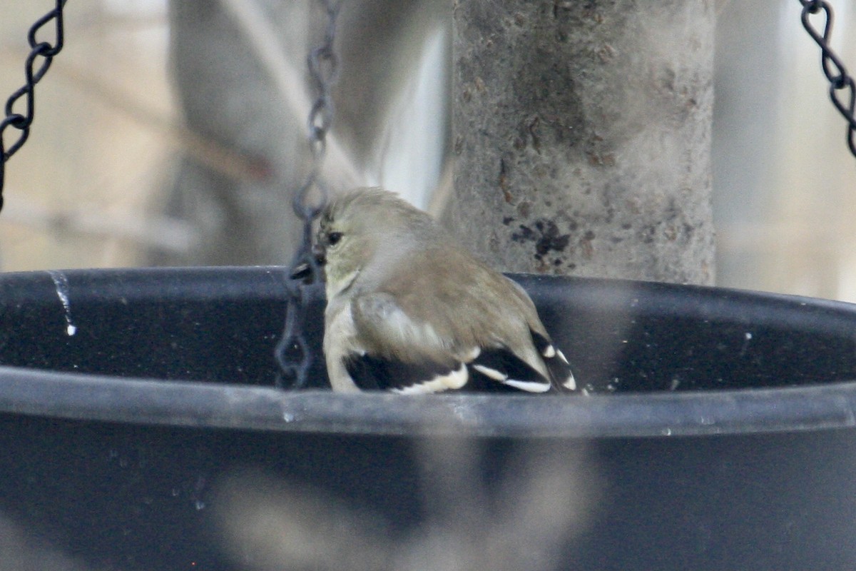 American Goldfinch - ML630990543