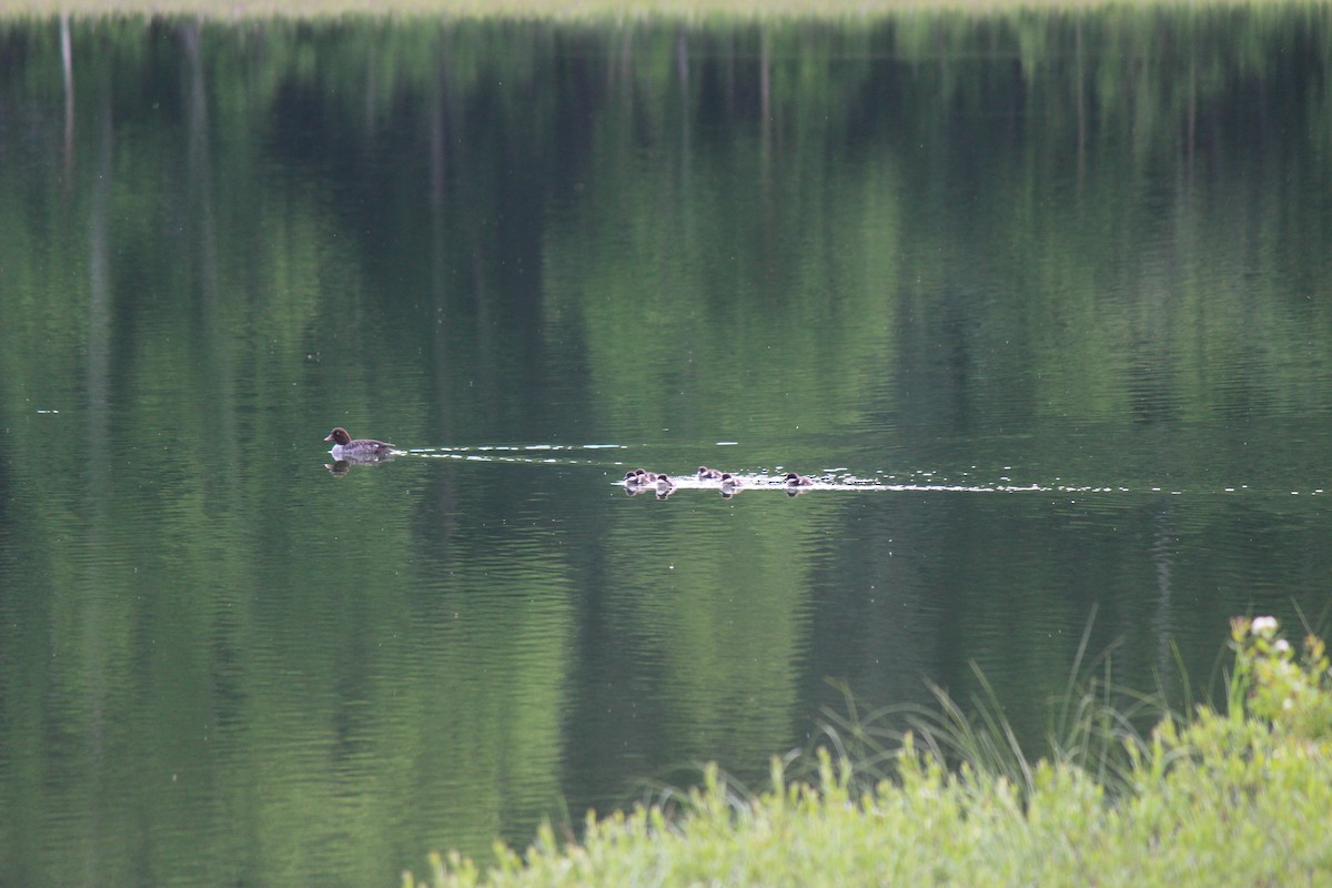 Barrow's Goldeneye - ML630990566