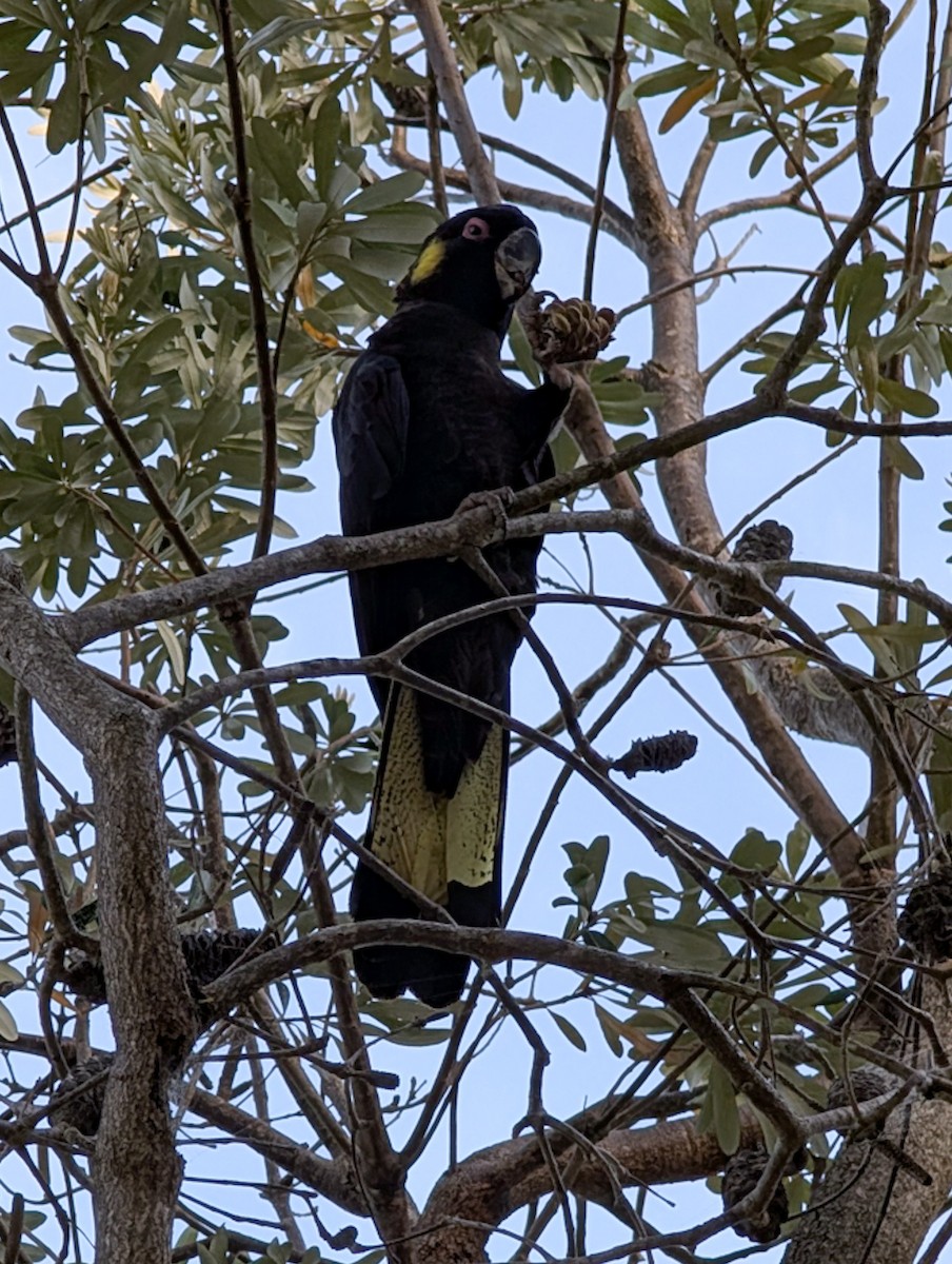 Yellow-tailed Black-Cockatoo - ML630990872