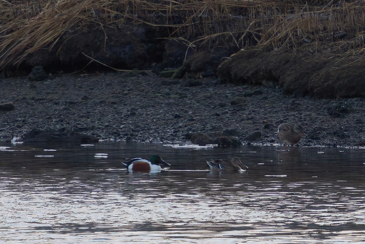 Canard souchet - ML630991155