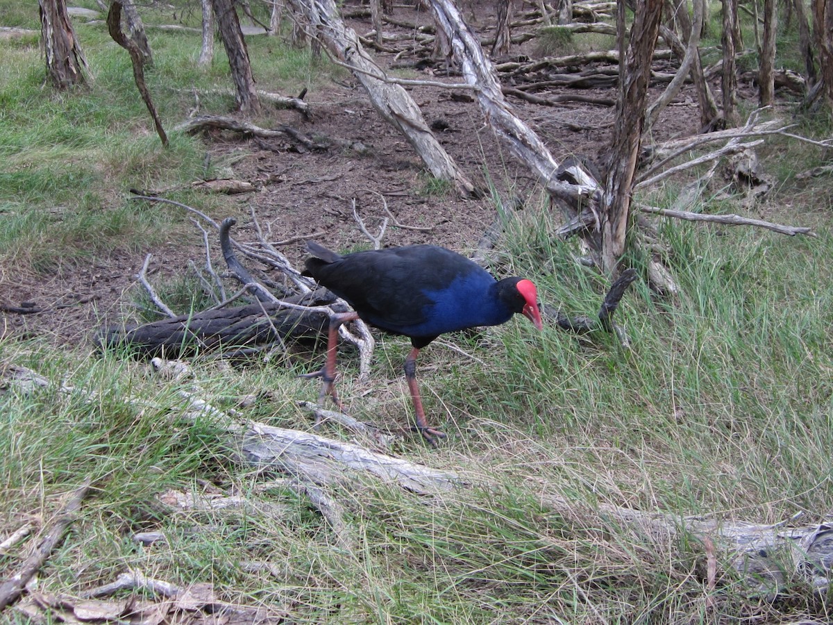 Avustralya Sazhorozu - ML630991325