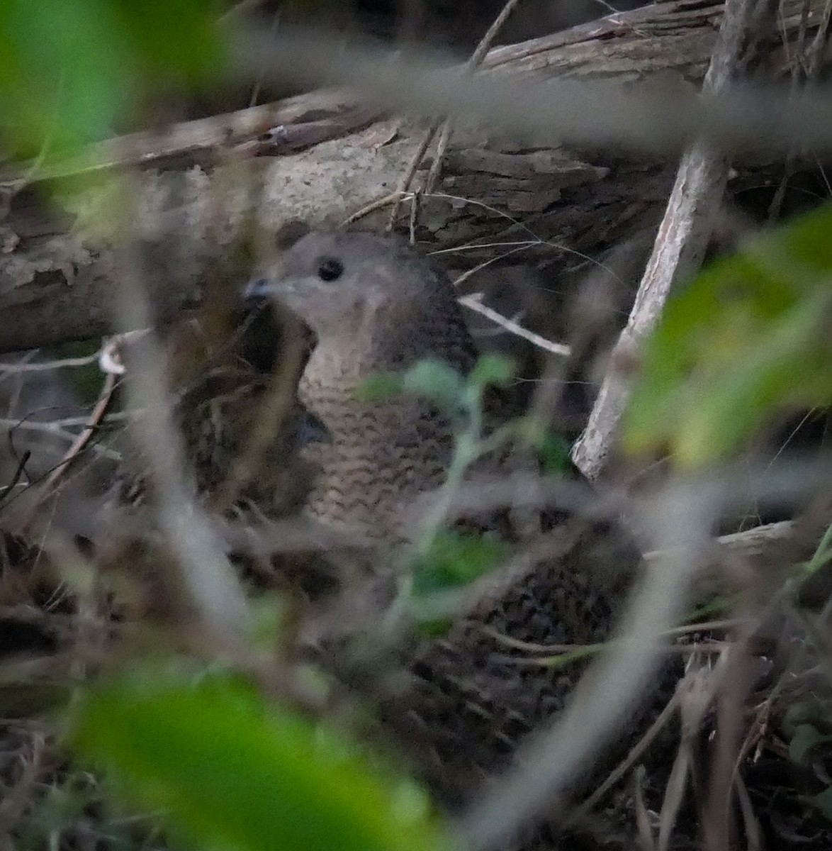 Brown Quail - ML630991360